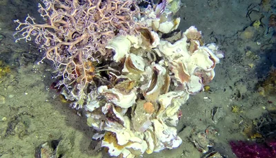 Deep-sea Oyster