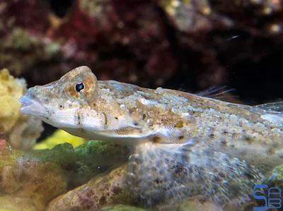 Delicate Dragonet