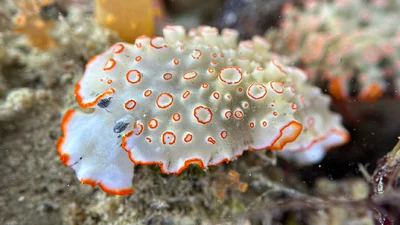 Ornate Armina