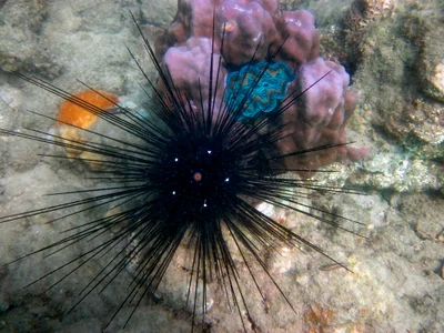Diadema Urchin