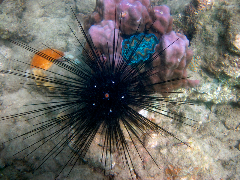 Diadema Urchin (Echinothrix diadema) - dangerous marine animal in the Red Sea