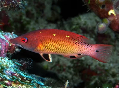 Diana's Hogfish