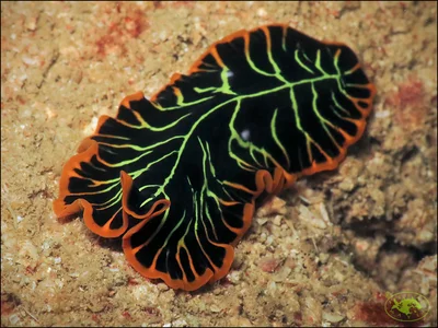 Divided Flatworm