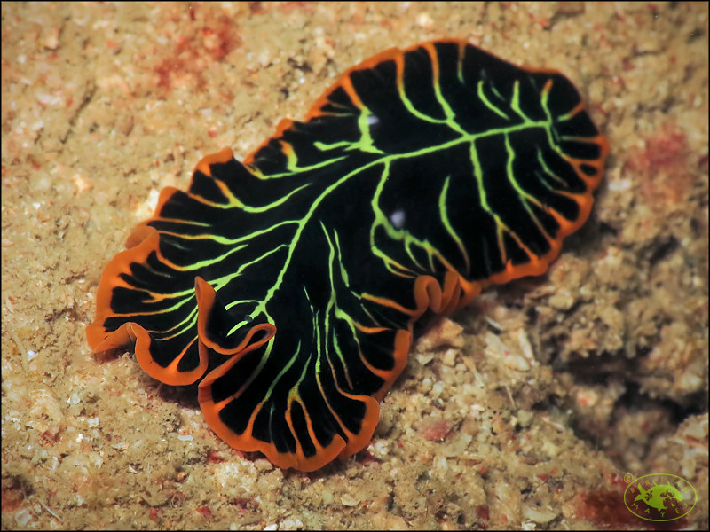 Divided Flatworm (Pseudoceros dimidiatus) - dangerous marine animal in the Red Sea