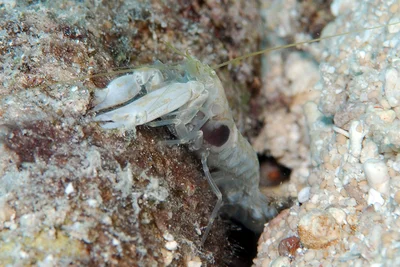 Djeddah Snapping Shrimp