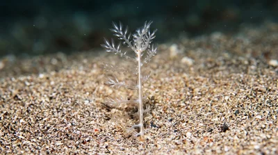 Djibouti Sea Pen