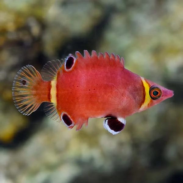 Double Bar Wrasse (Wetmorella bifasciata) - a Red Sea endemic species