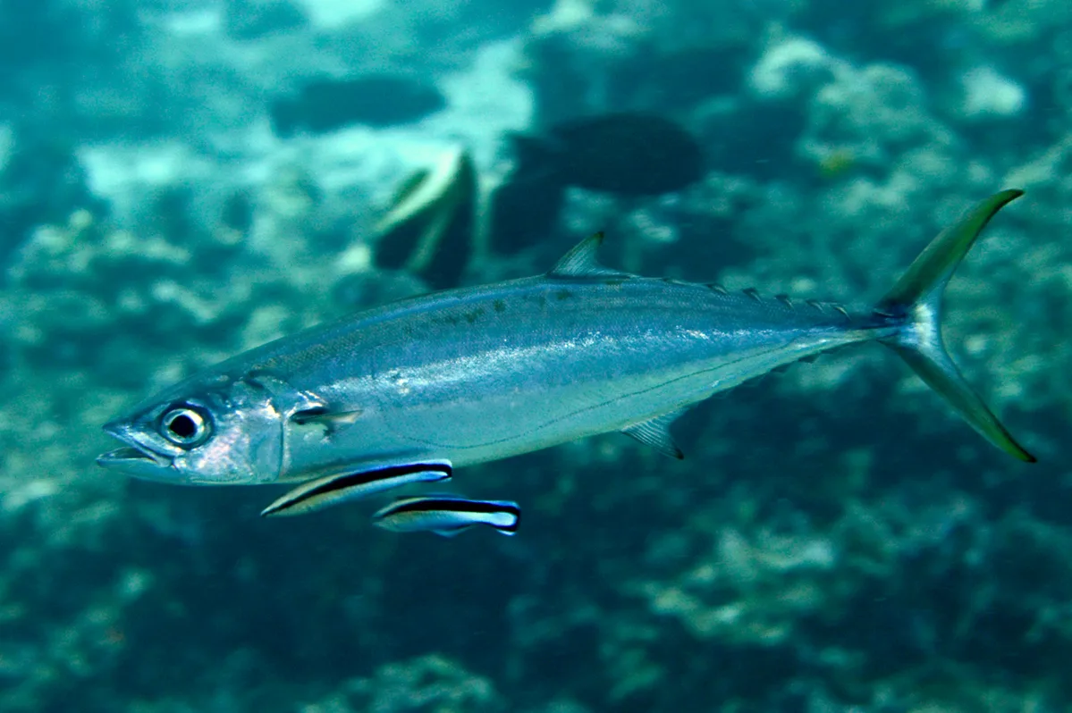 Double-Lined Mackerel