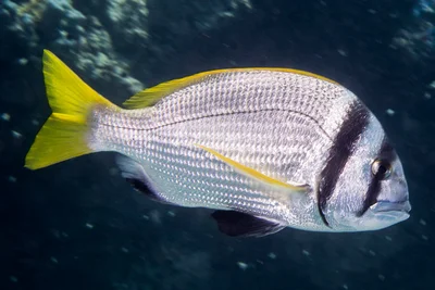 Doublebar Seabream