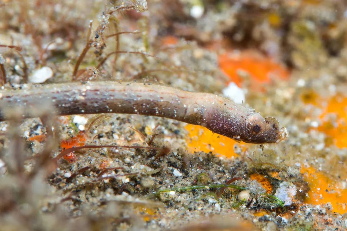 Duncker’s Pipefish