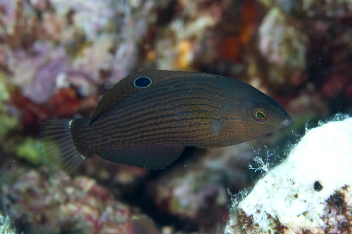 Dusky Wrasse