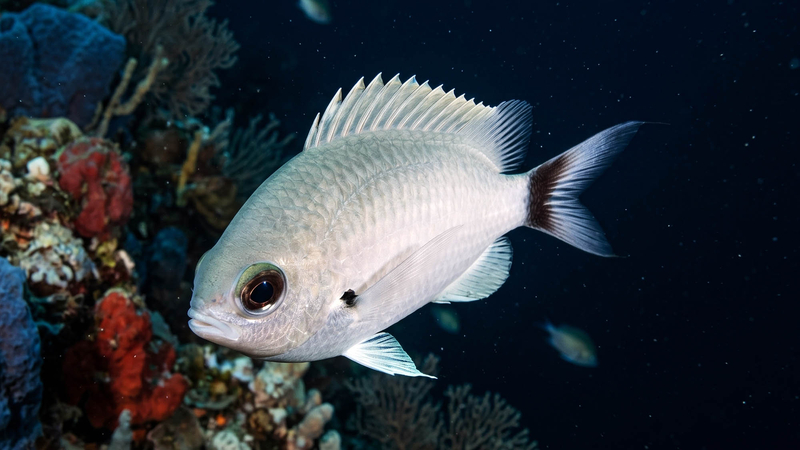 Duskytail Chromis (Chromis pelloura) - a Red Sea endemic species