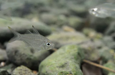 Dussumier's Glassfish