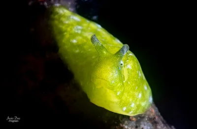 Dwarf Elysia