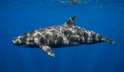 Dwarf Sperm Whale
