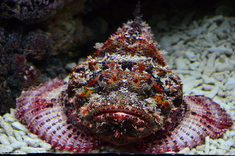 Dwarf Stonefish (Synanceia nana) - dangerous marine animal in the Red Sea