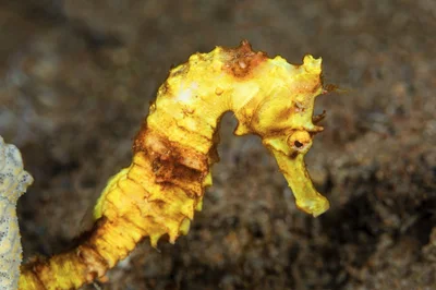 Egyptian Seahorse