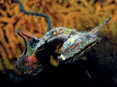 Egyptian Winged Oyster