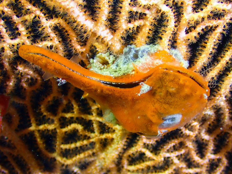 Egyptian Winged Oyster (Pteria aegyptiaca) - a Red Sea endemic species