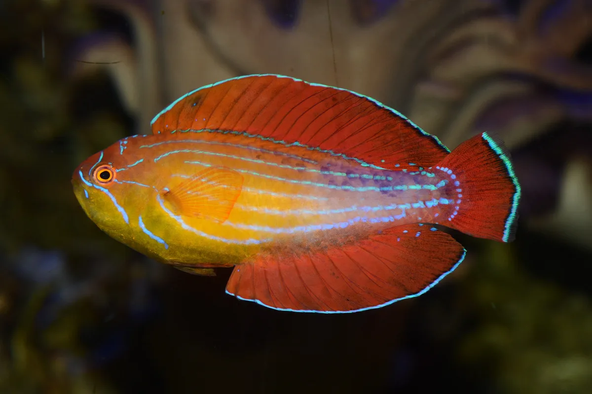Eight-striped Flasher Wrasse