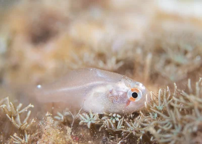 Eightspine Cardinalfish