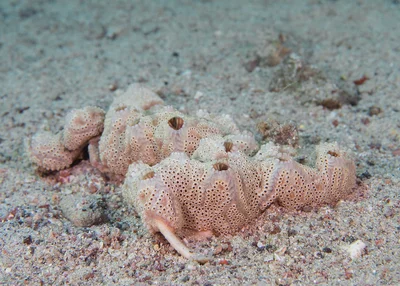 Eilat Star Ascidian