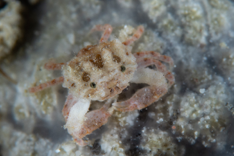Electra Round Crab (Etisus electra) - dangerous marine animal in the Red Sea