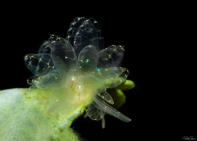 Elegant Cyerce