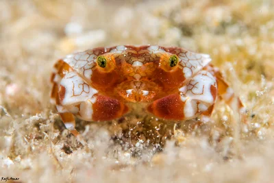 Elegant Reef Crab