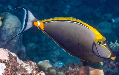 Elegant Unicornfish