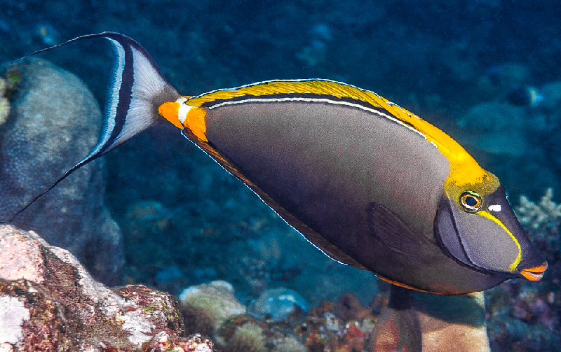Elegant Unicornfish (Naso elegans) - dangerous marine animal in the Red Sea