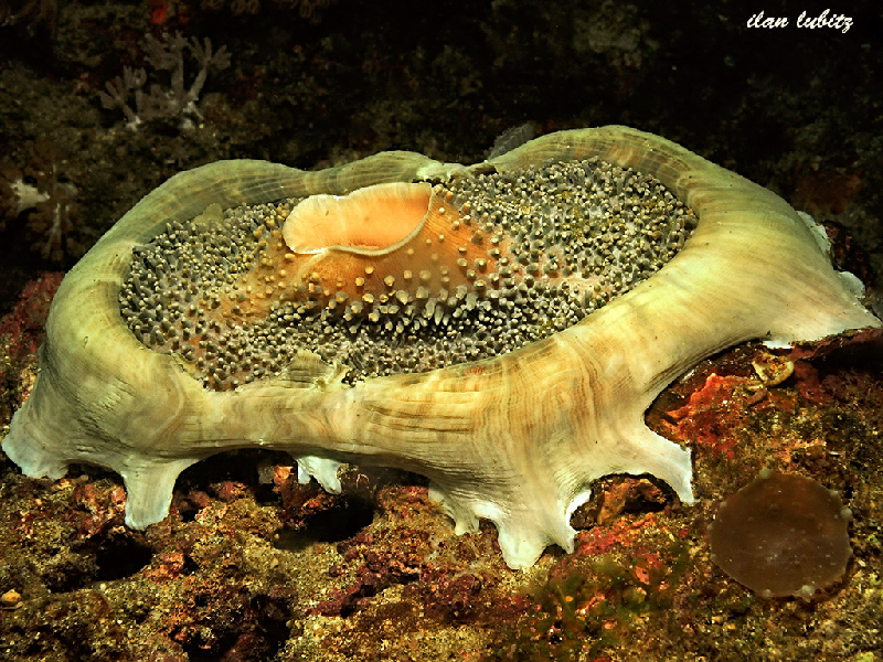 Elephant Ear Anemone (Amplexidiscus fenestrafer) - dangerous marine animal in the Red Sea