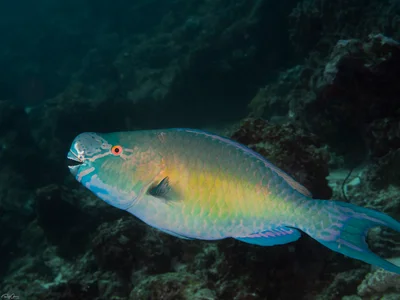 Ember Parrotfish