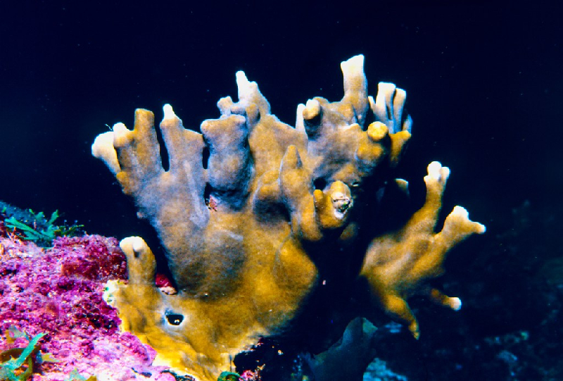Encrusting Fire Coral (Millepora exaesa) - dangerous marine animal in the Red Sea
