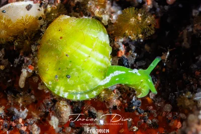 Exquisite Bivalved Snail