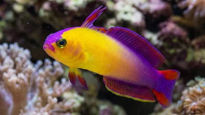 Exquisite Firefish