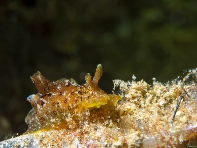 Eyespot Sea Hare