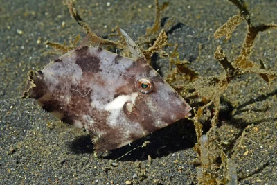 Faintstripe Filefish
