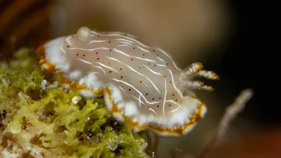 False Decorated Goniobranchus