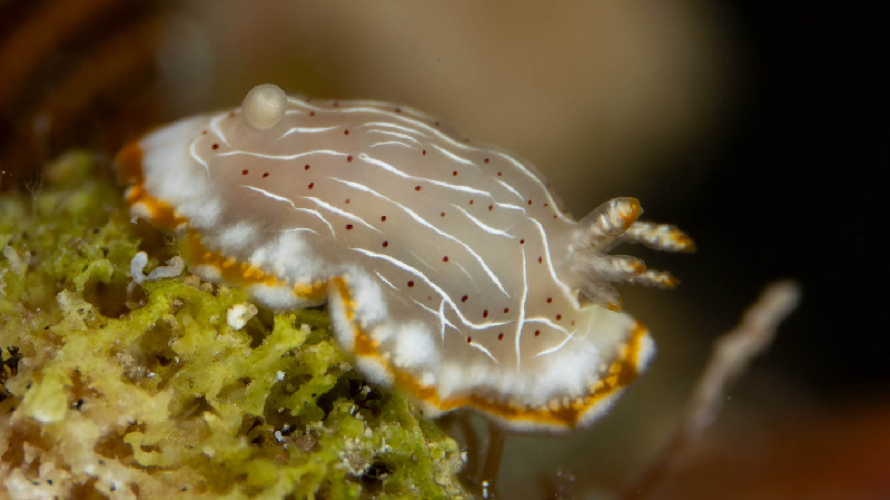 False Decorated Goniobranchus (Goniobranchus pseudodecorus) - dangerous marine animal in the Red Sea