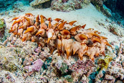 False Warty Sea Cucumber