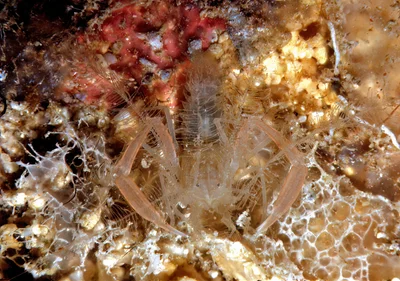 Feather Shrimp