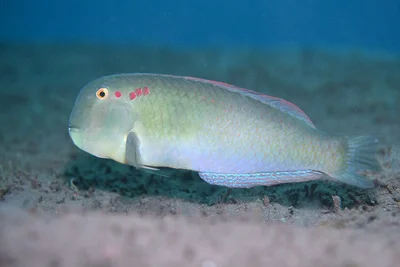 Fivefinger Razorfish