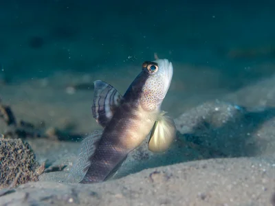 Flagfin Shrimpgoby