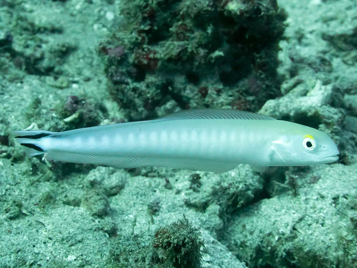 Flagtail Sandtilefish