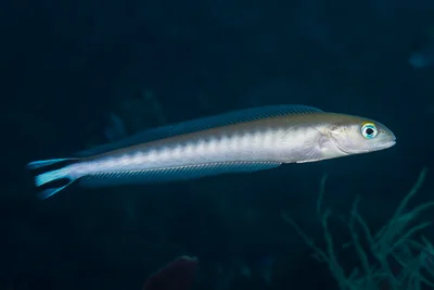 Flagtail Sandtilefish
