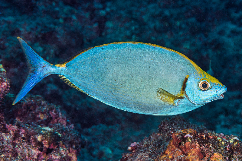 Forktail Rabbitfish (Siganus argenteus) - dangerous marine animal in the Red Sea