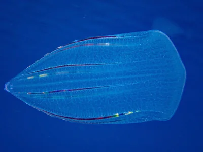 Forskal's Comb Jelly