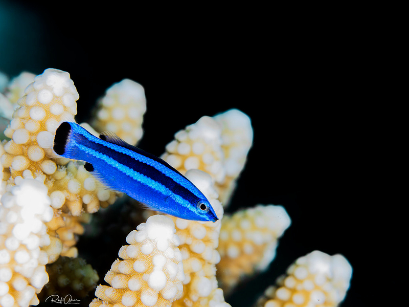 Fourline Wrasse (Larabicus quadrilineatus) - a Red Sea endemic species