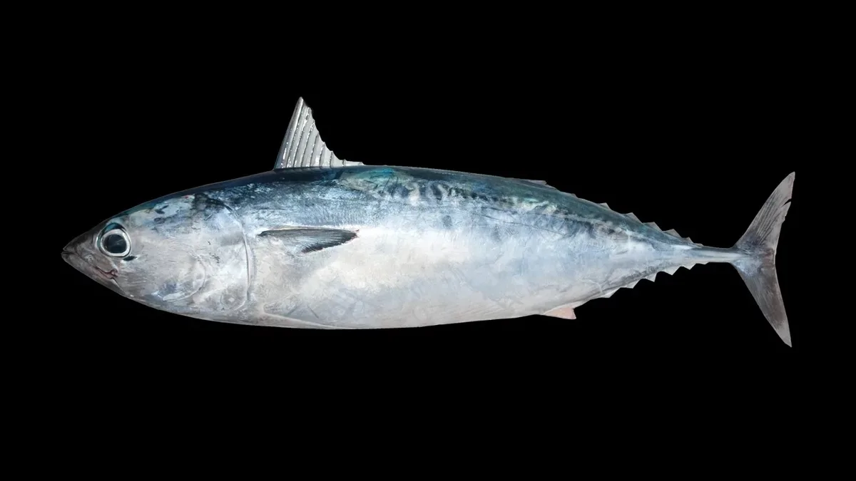 Frigate Tuna